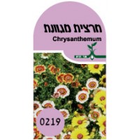 זרעי חרצית מגוונת